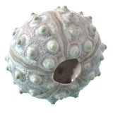 Echinoidea Sputnik Sea Urchin