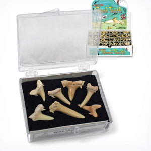 GeoCentral Fossil Sharks Teeth in plastic case