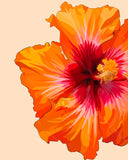 "Hibiscus Love" Matted Print by Mayan Llanera-  8"x10"