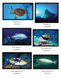 Hawaiian Ma Kai Marine Wildlife Educational Coloring Book