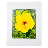 "Yellow Hibiscus" Matted Print by Antoinette Powell - 11" x 14"