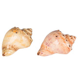 Beachcombers Conch Shell Salt & Pepper Set