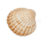 Shell Scallop - Polynesian Cultural Center