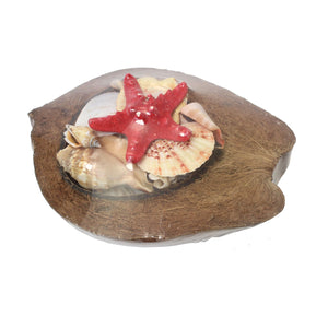 Beachcombers Coastal Life Coconut with Shells- 8"