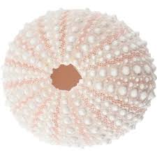 Authentic Sea Urchin Shell- Pink & White